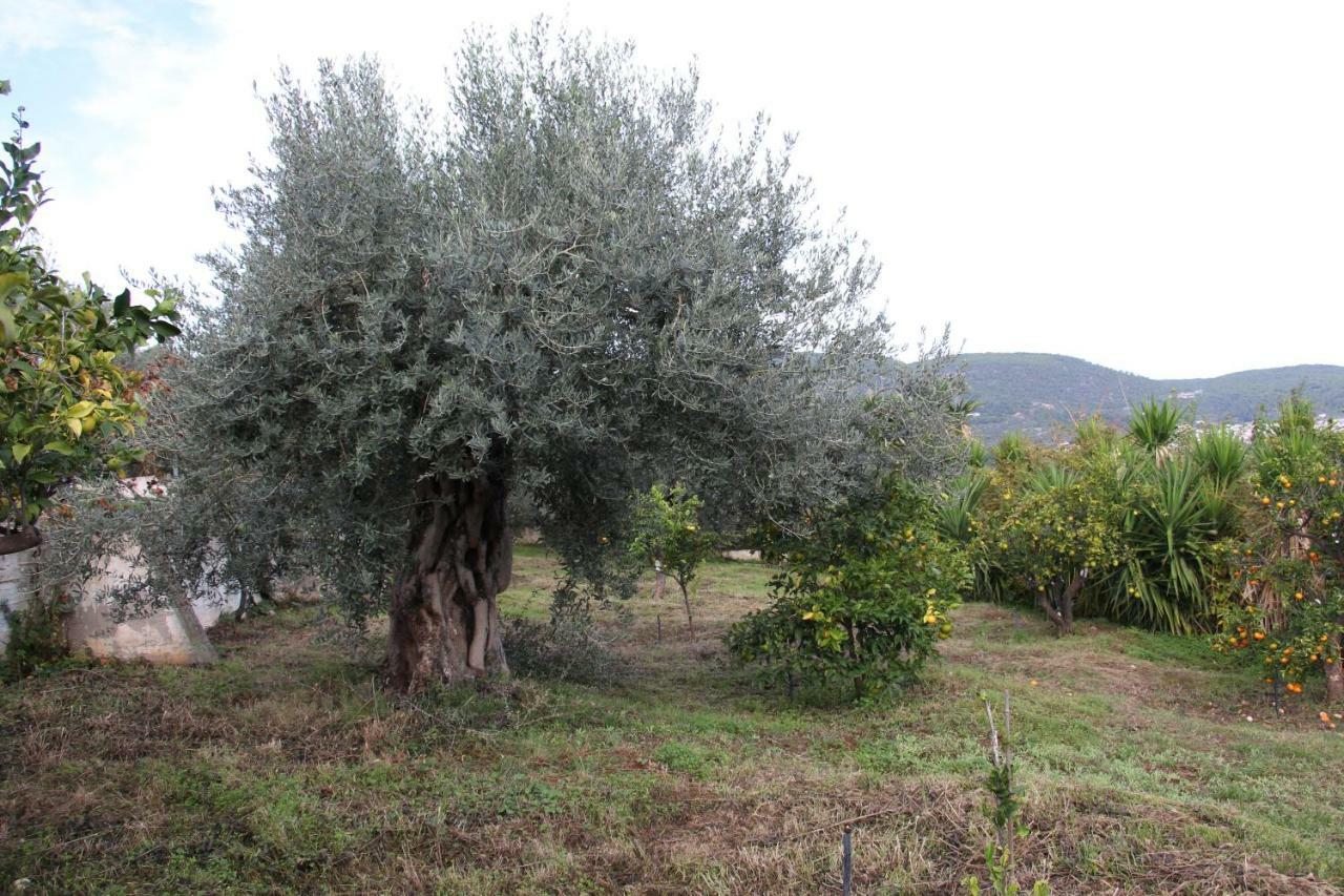 Villa Krassi Epidaurus Εξωτερικό φωτογραφία